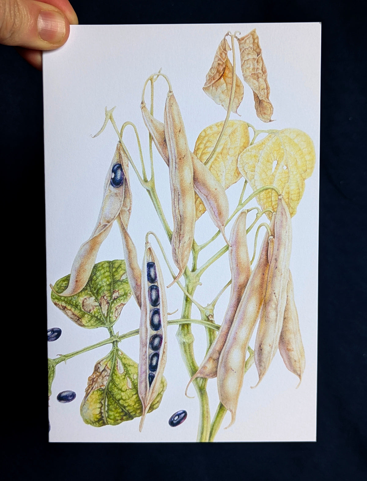 Black Turtle Bean Art Card (Blank Inside) Note Card