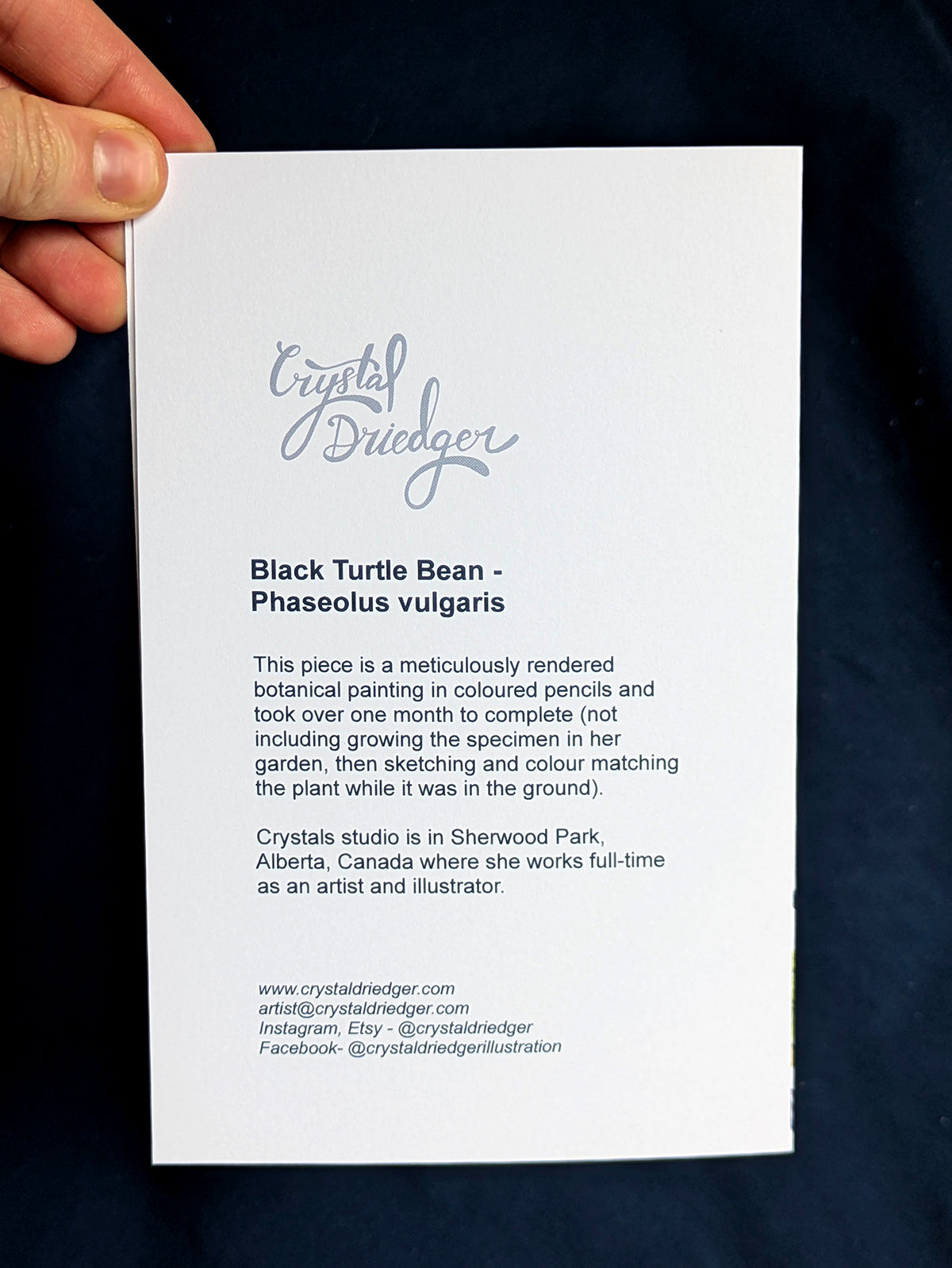 Black Turtle Bean Art Card (Blank Inside) Note Card