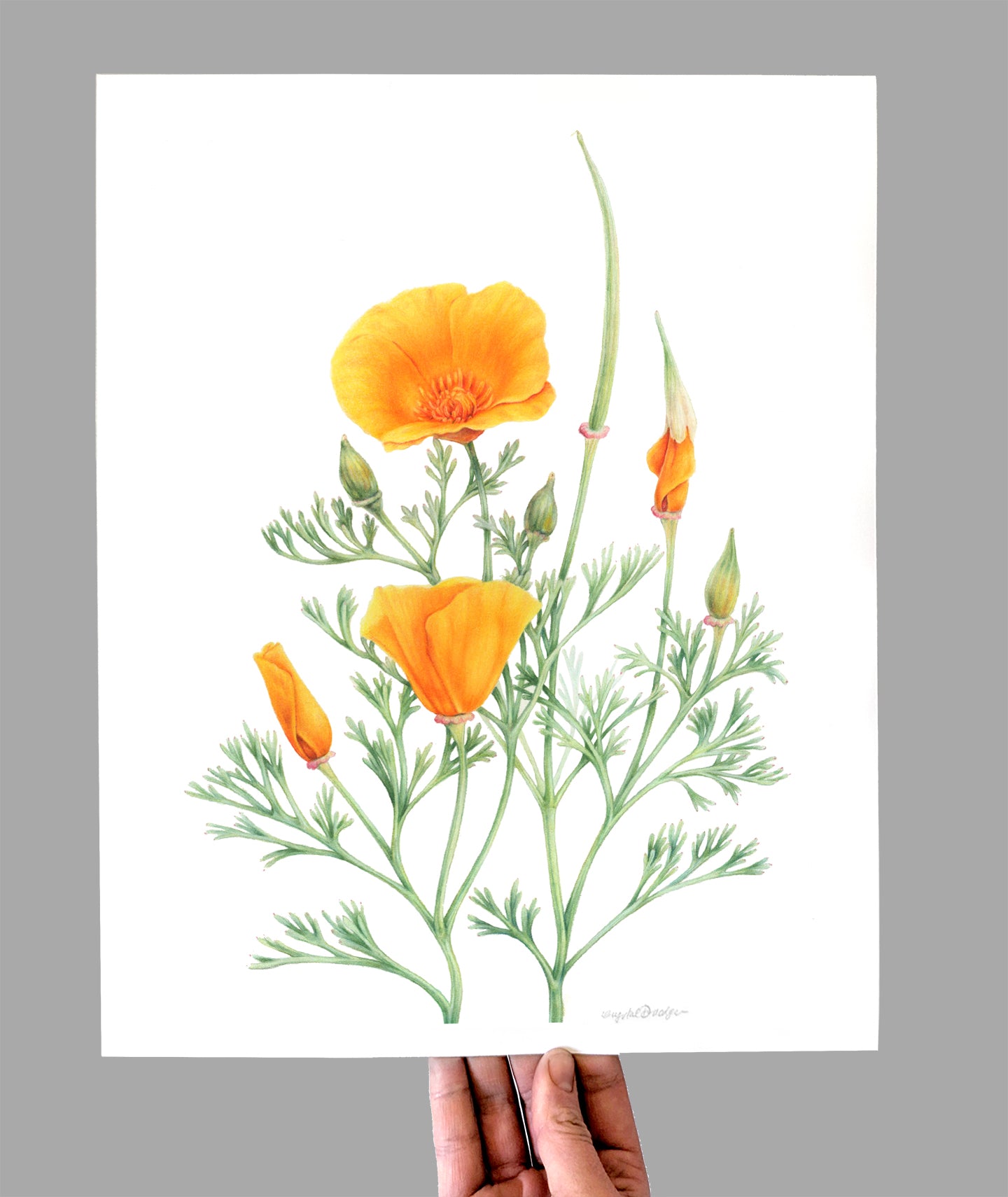 California Poppy Giclee Print