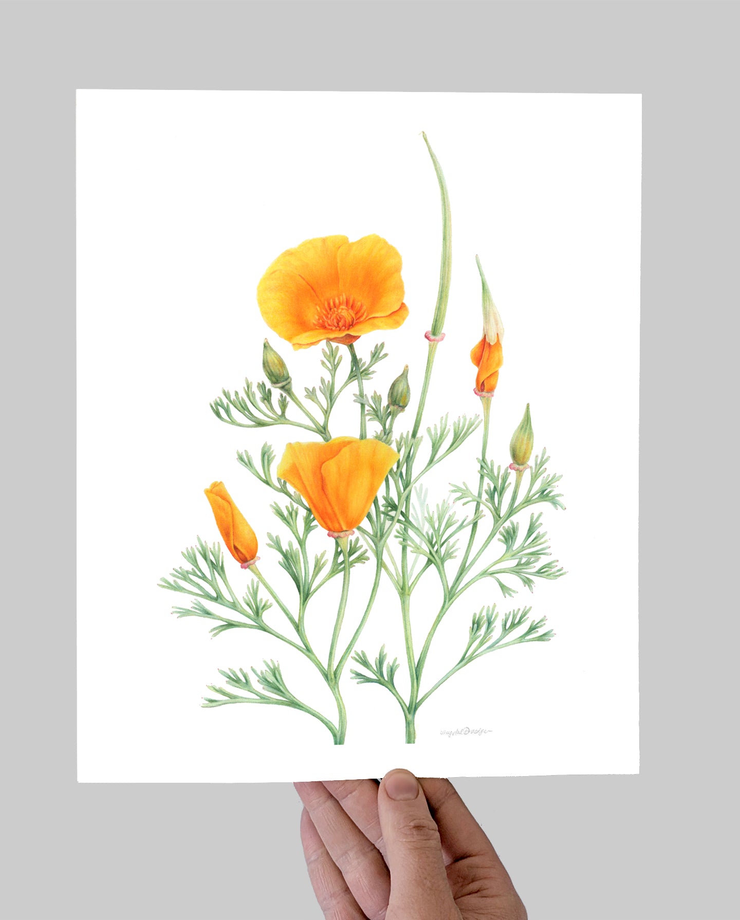 California Poppy Giclee Print
