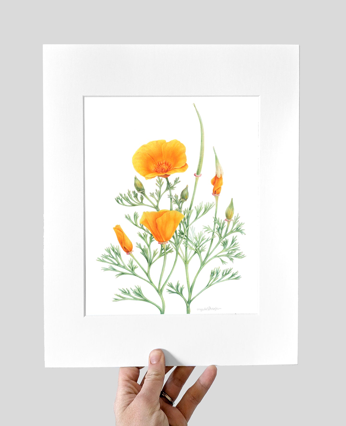 California Poppy Giclee Print
