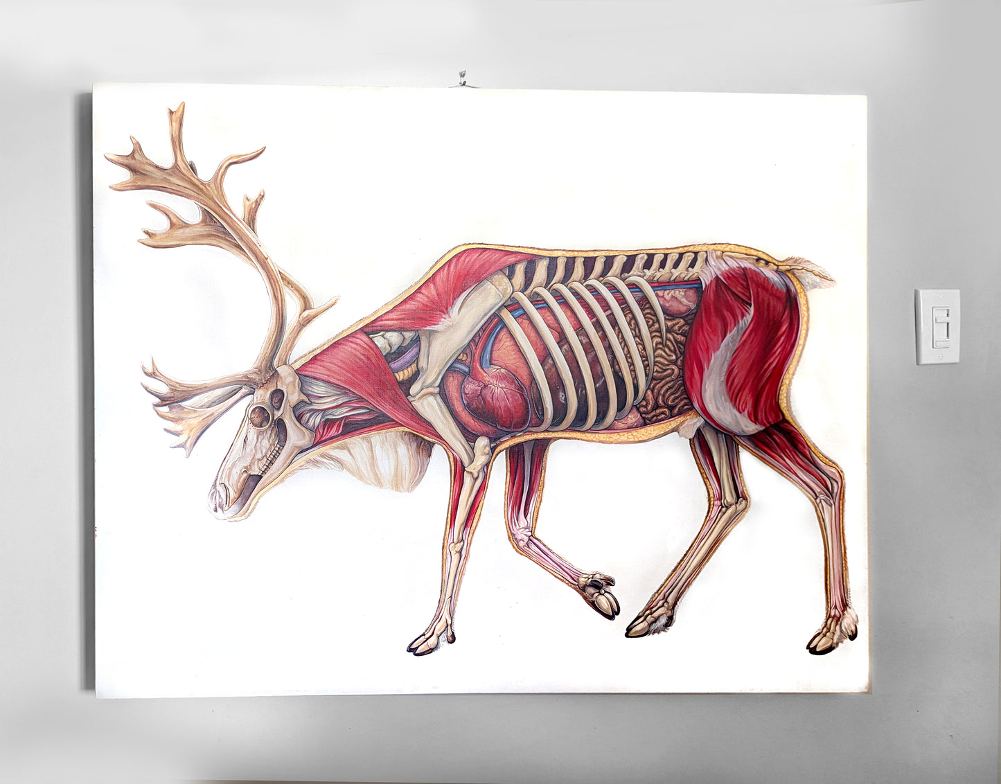 Caribou Anatomy