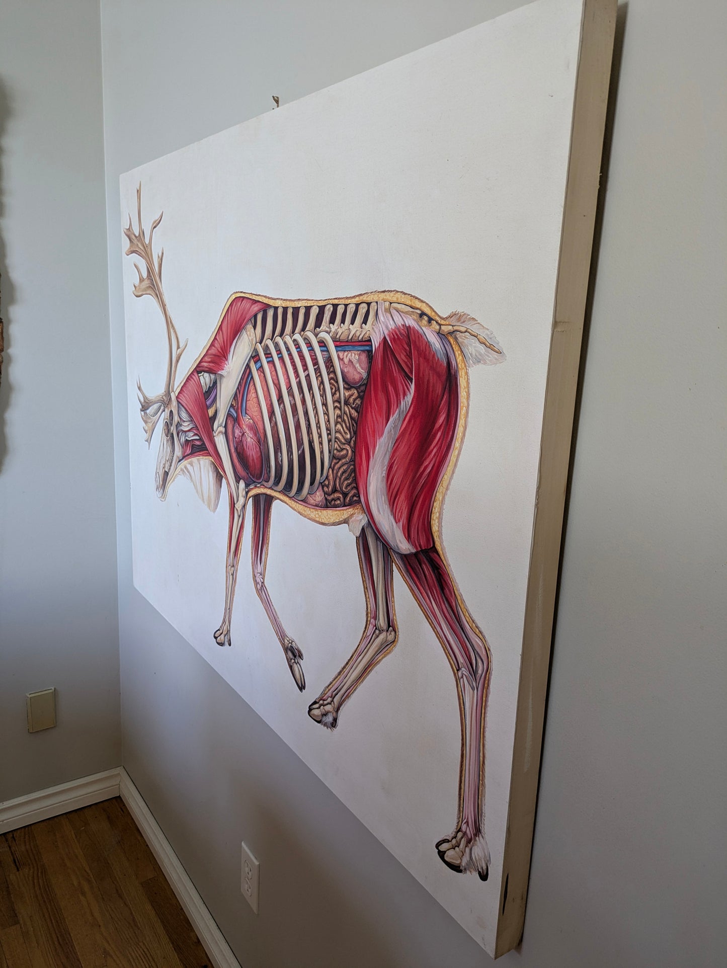 Caribou Anatomy