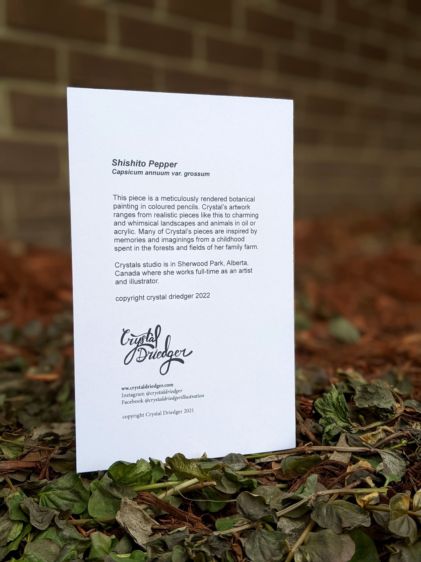 Shishito Peppers Art Card (Blank Inside) Note Card