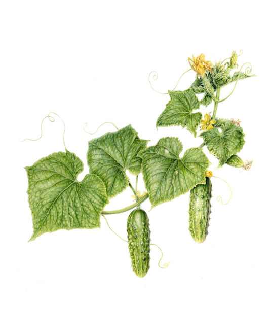 Early Fortune Cucumber