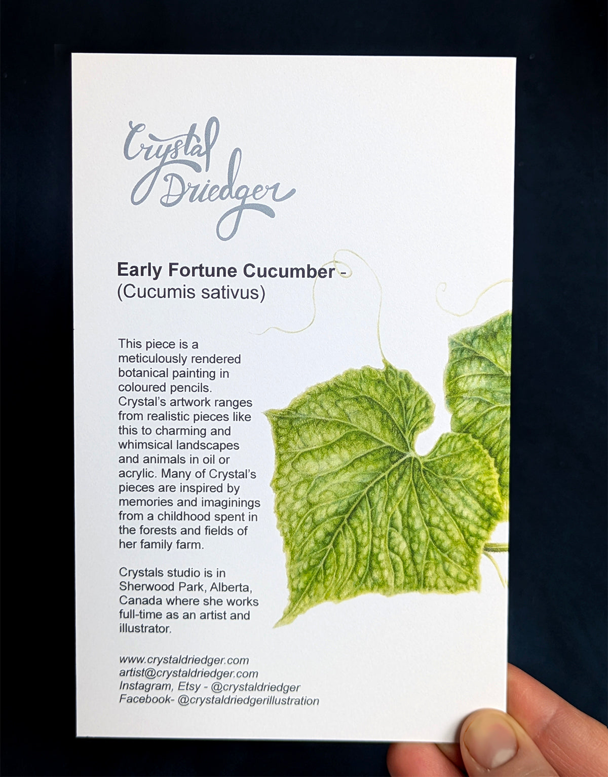 Early Fortune Cucumber Art Card