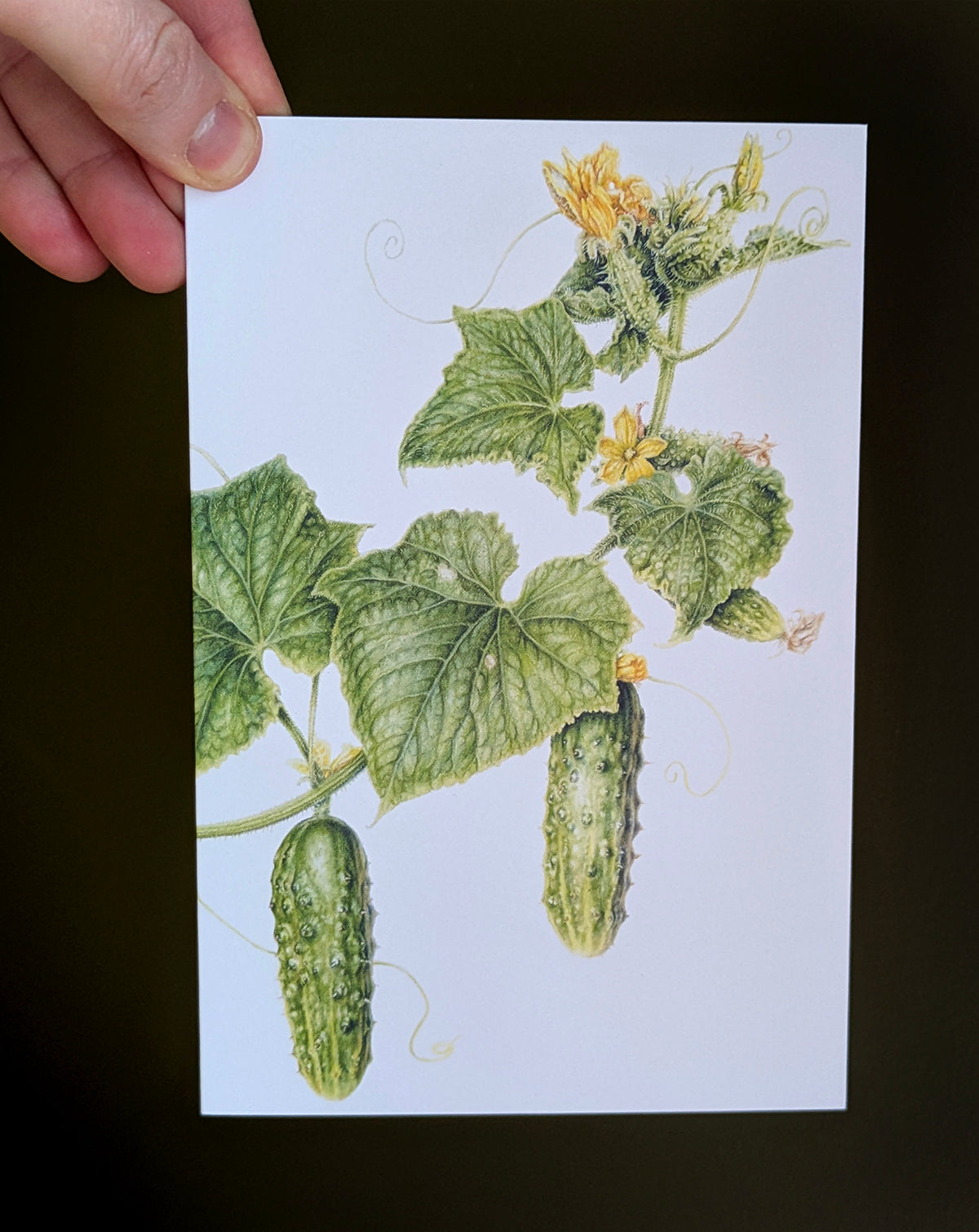 Early Fortune Cucumber Art Card
