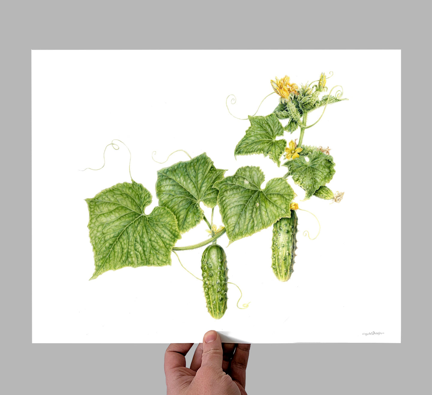 Early Fortune Cucumbers Peas Giclee Print