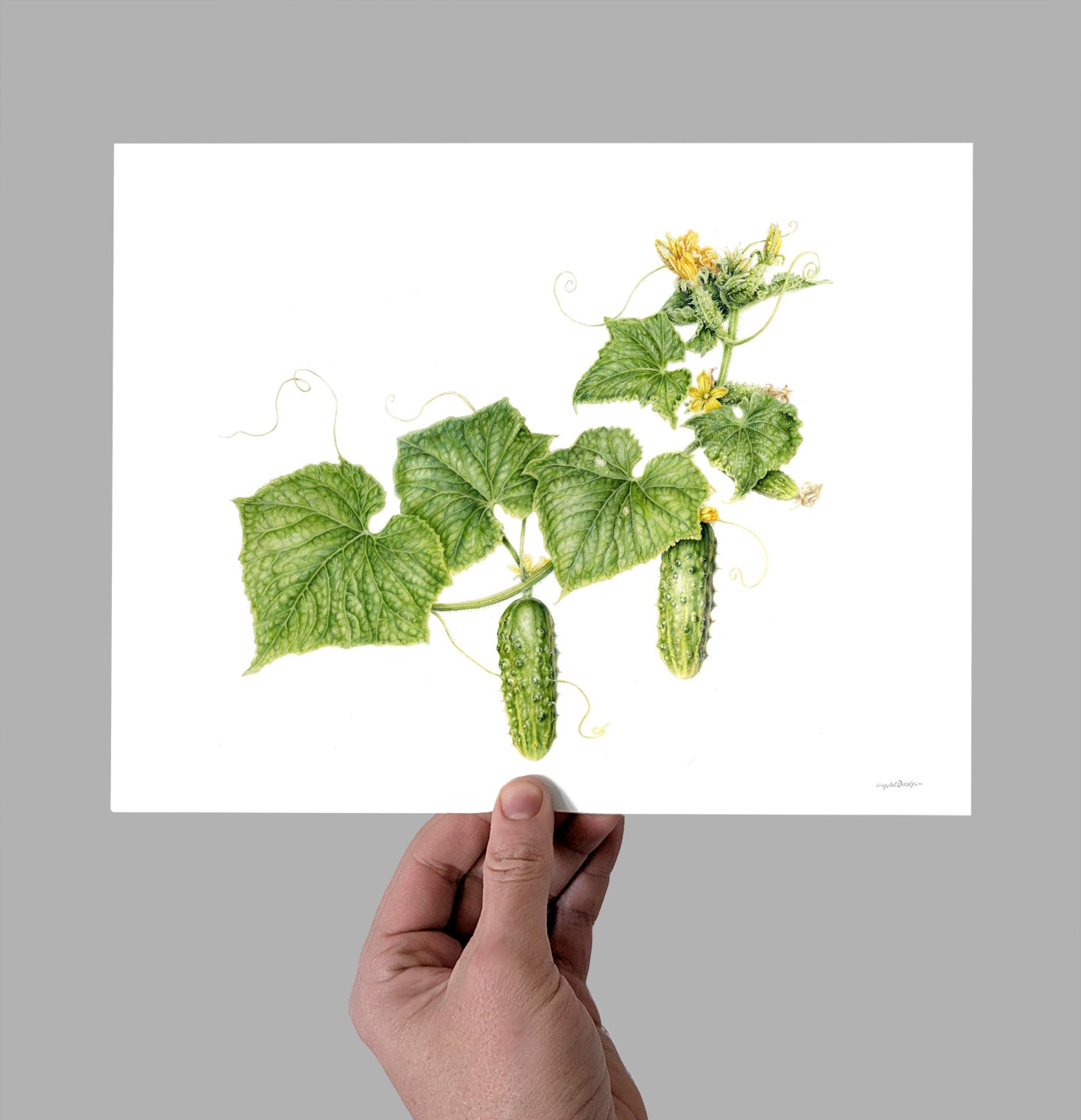 Early Fortune Cucumbers Peas Giclee Print