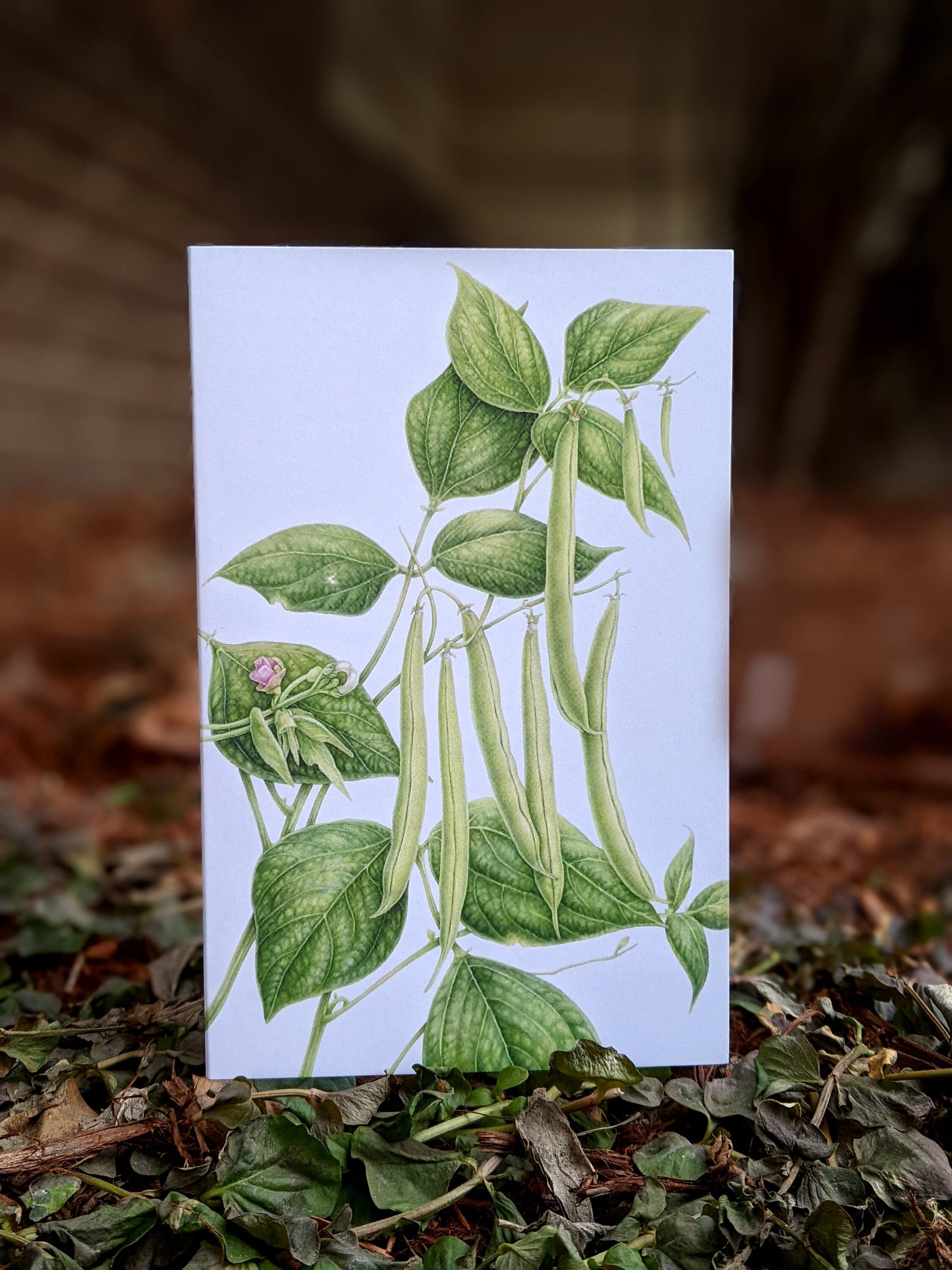 Provider Bean Art Card