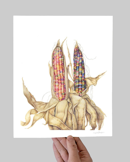 Glass Gem Corn  Giclee Print