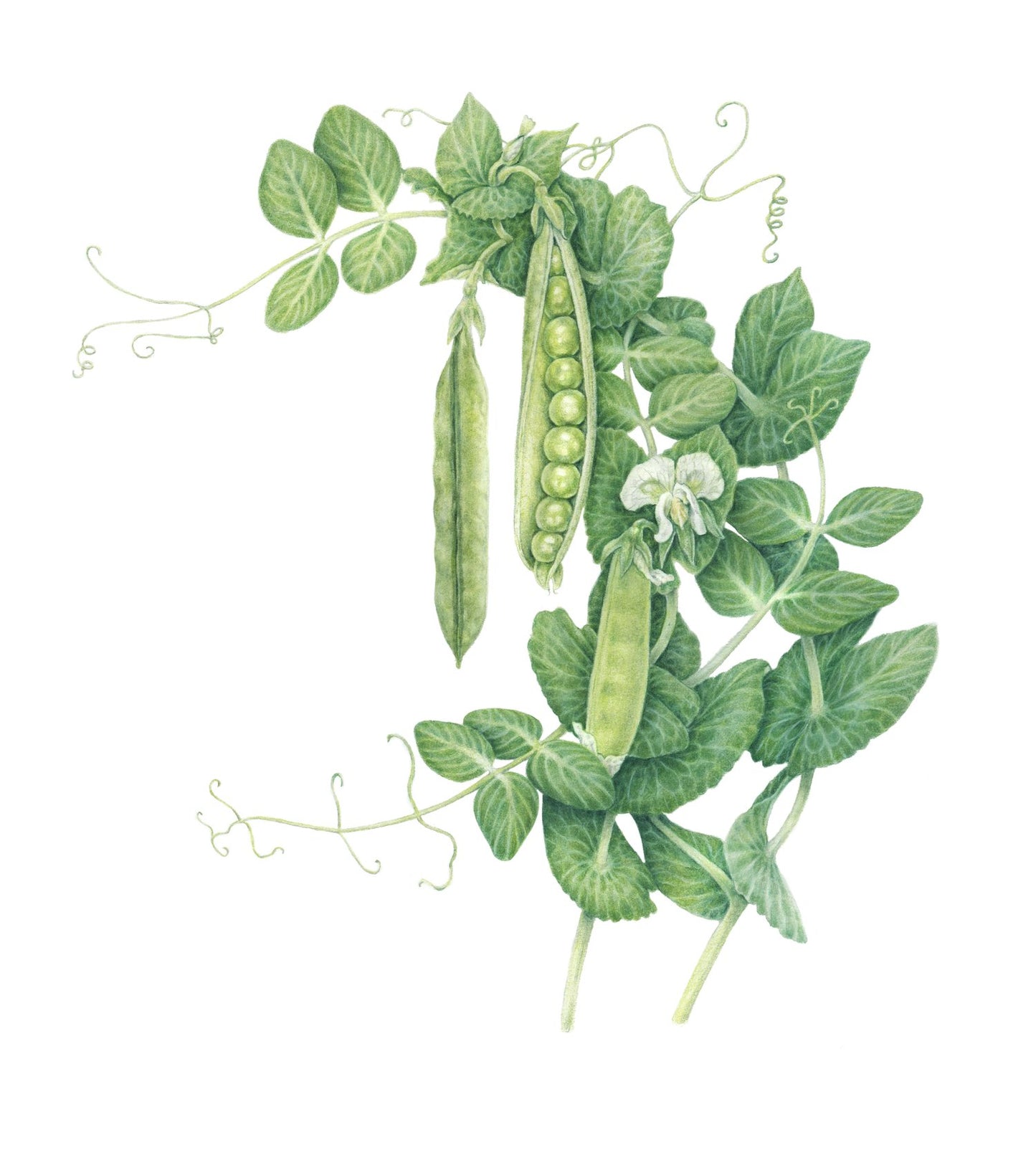 Green Arrow Peas (Framed)