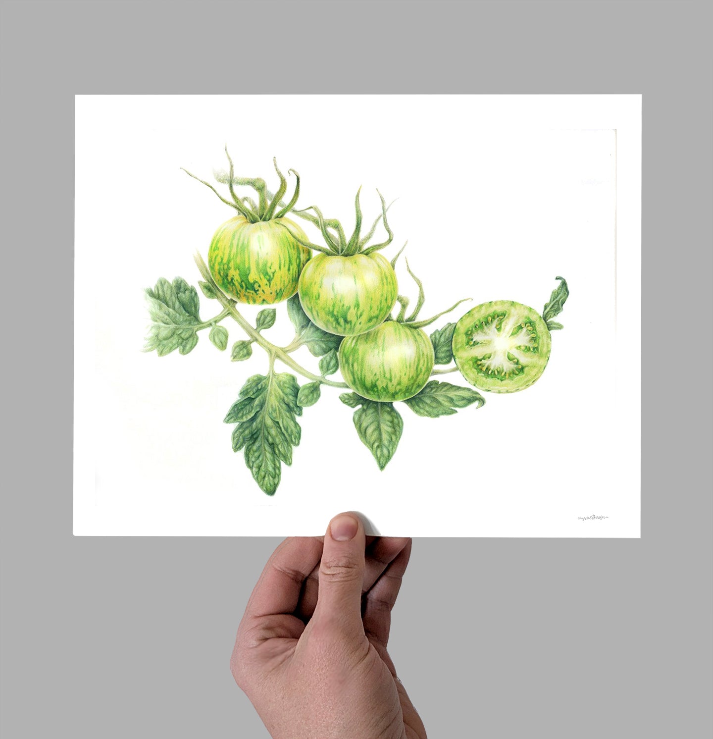 Green Zebra Tomatoes Bean Giclee Print