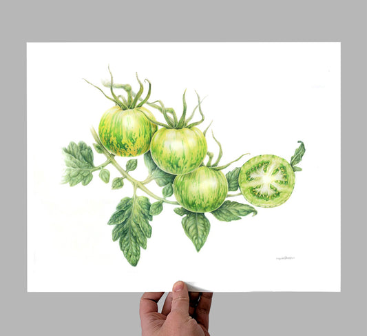 Green Zebra Tomatoes Bean Giclee Print