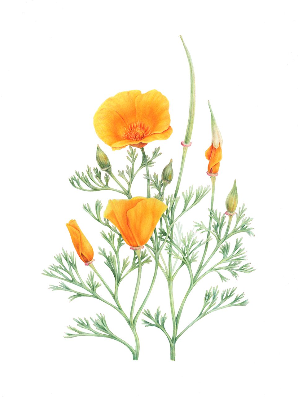 California Poppies