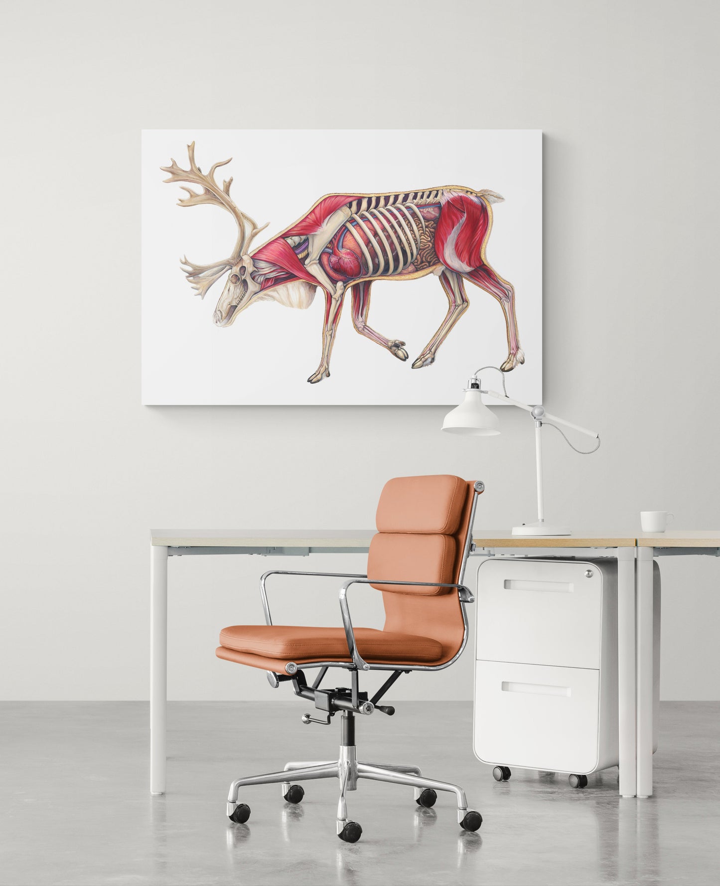 Caribou Anatomy