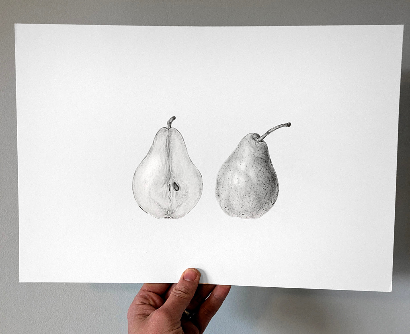 Pear Study