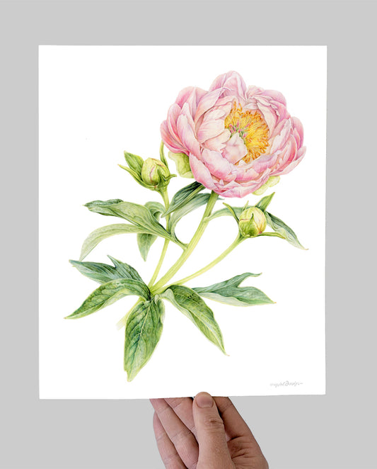 Abalone Pearl Peony Giclee Print