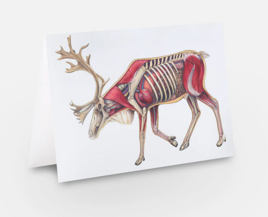 Caribou Anatomy Art Card