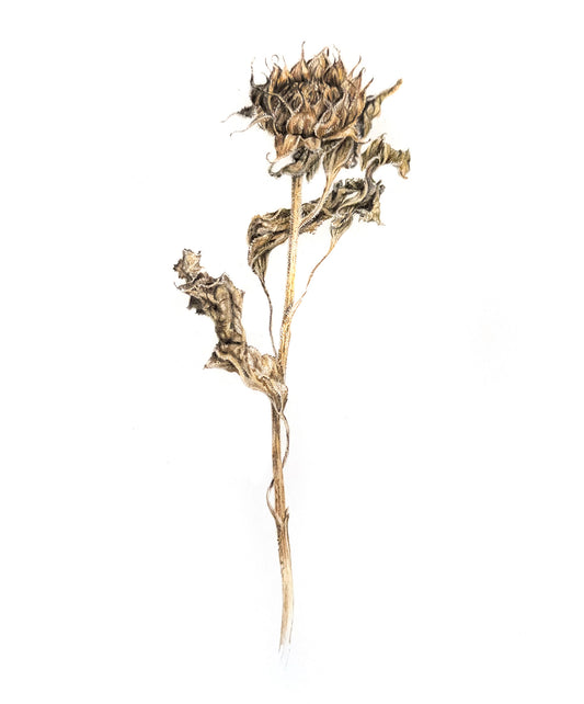 Dried Mini Sunflower Study
