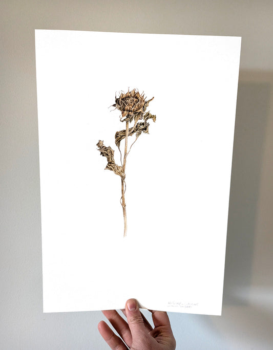 Dried Mini Sunflower Study