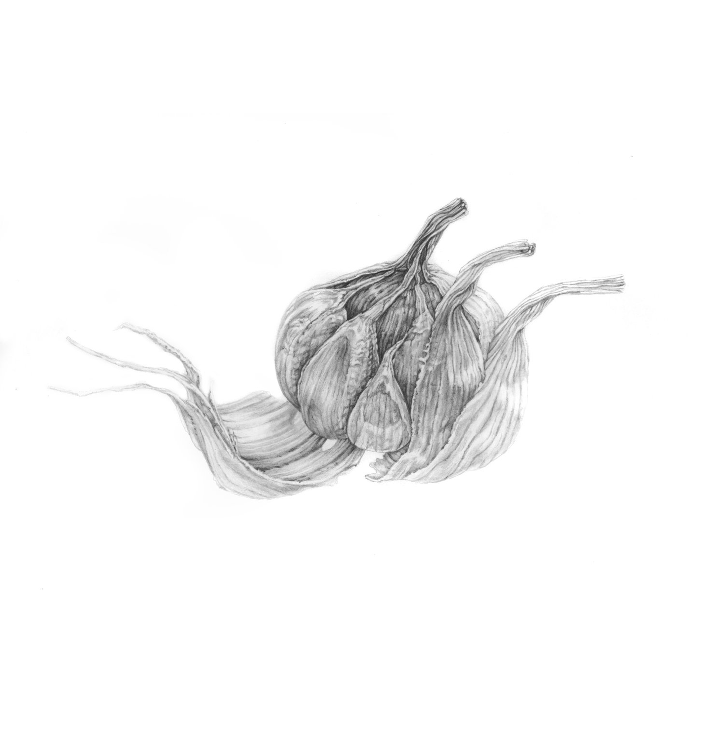 Garlic Study