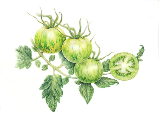 Green Zebra Tomato (Framed)
