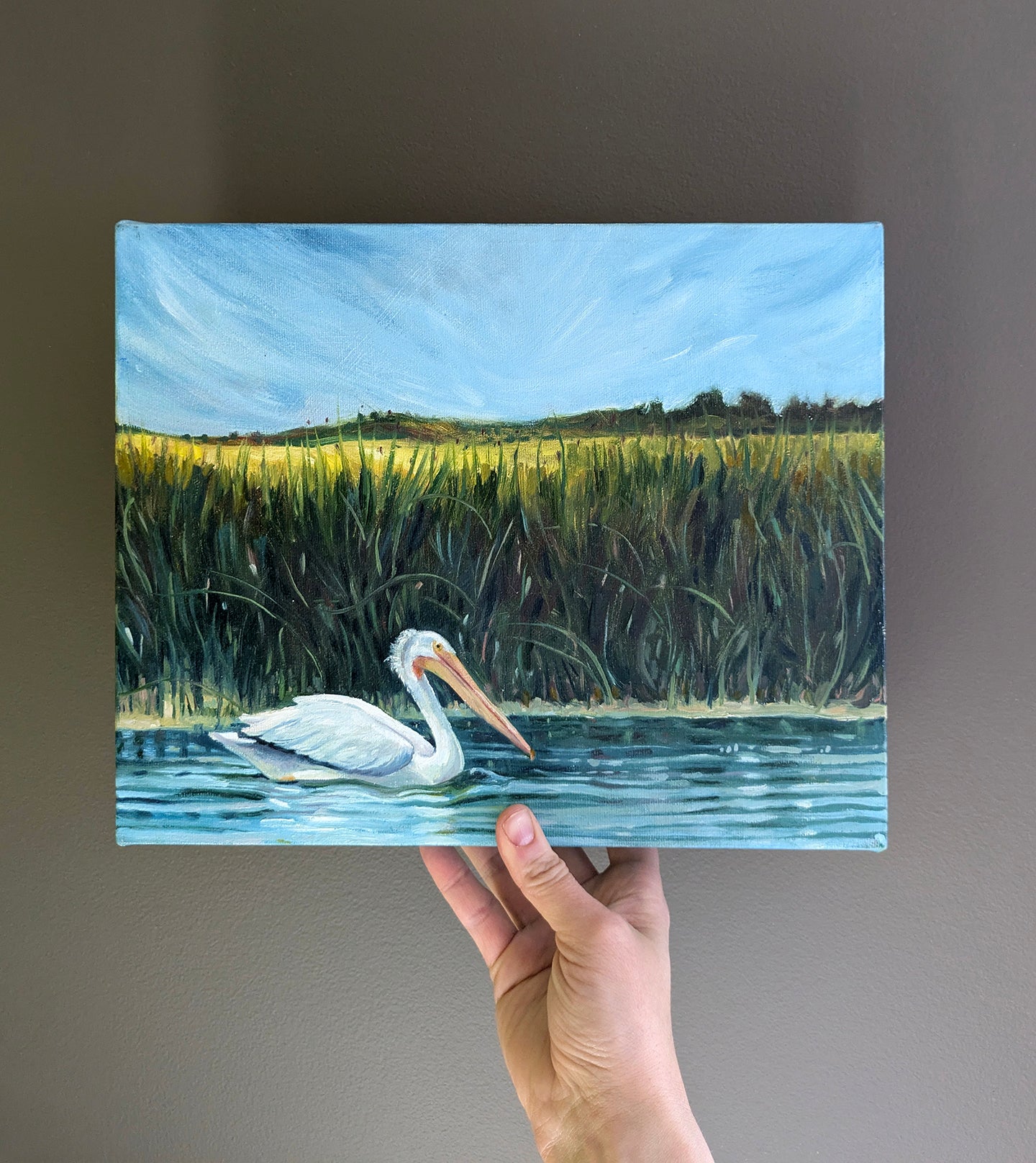 Pelican on Aquadeo