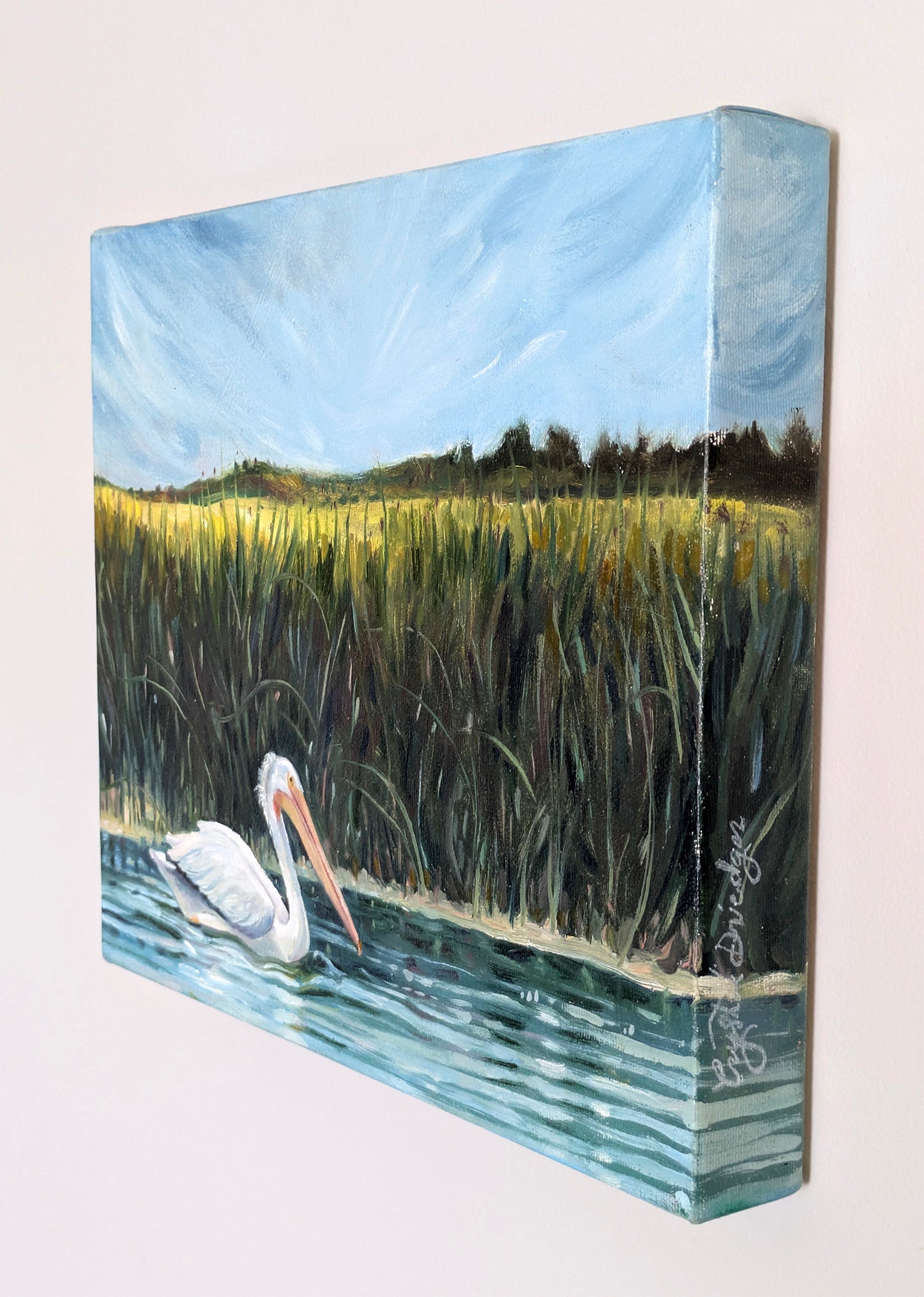 Pelican on Aquadeo