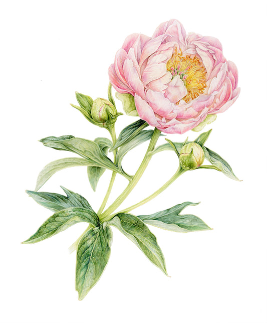 Abalone Pearl Peony (Framed)